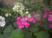 macrophylla