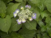 macrophylla
