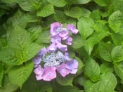 macrophylla