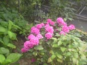 macrophylla