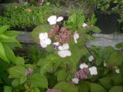 macrophylla