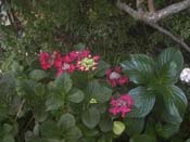 macrophylla