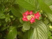 macrophylla