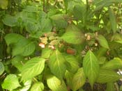 serrata