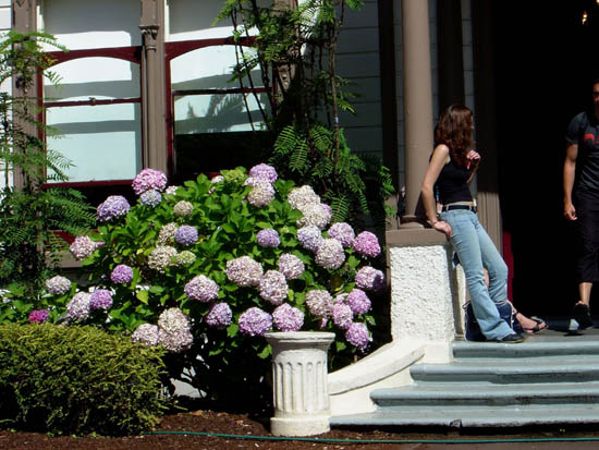 Hydrangeas