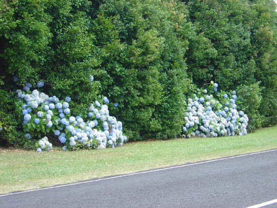 Hydrangeas