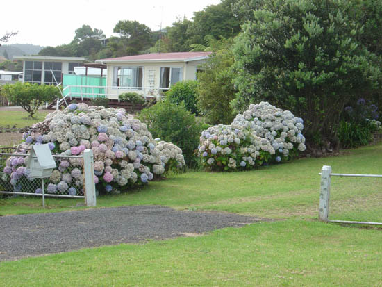 Hydrangeas