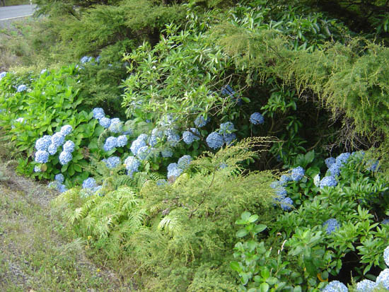 Hydrangeas