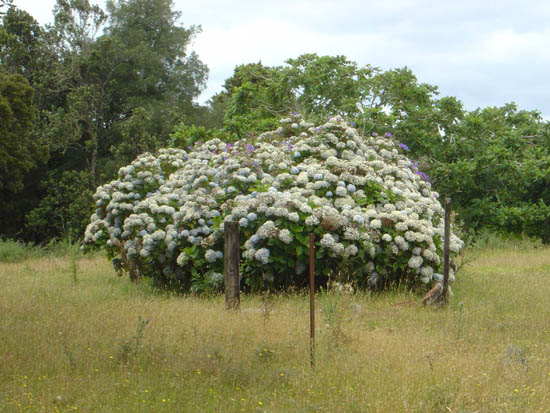 Hydrangeas