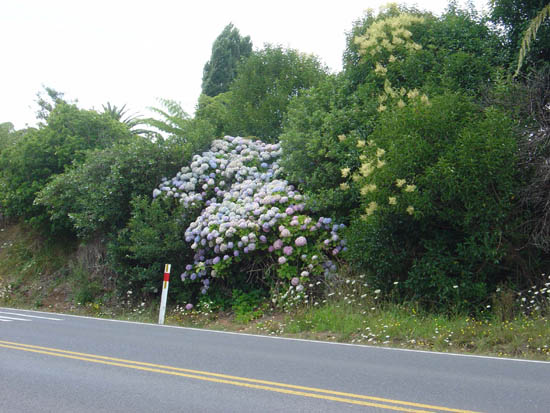 Hydrangeas