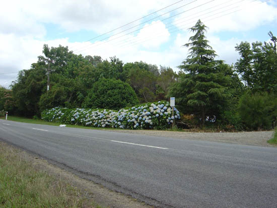 Hydrangeas