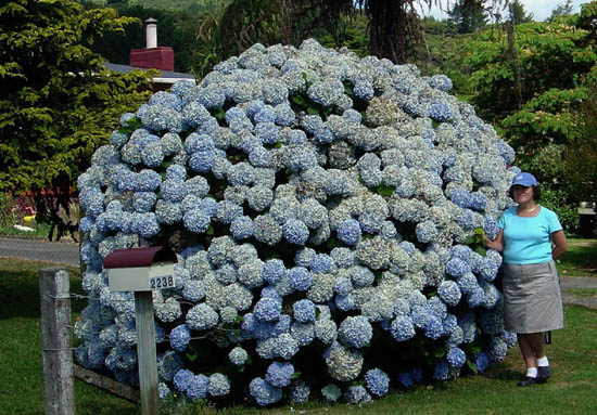Hydrangeas