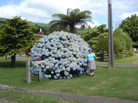 Hydrangeas