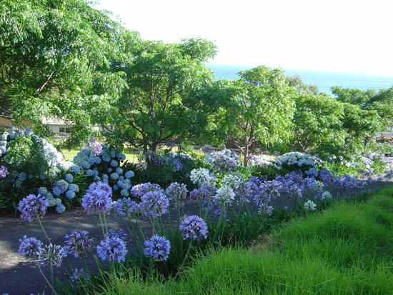 Hydrangeas