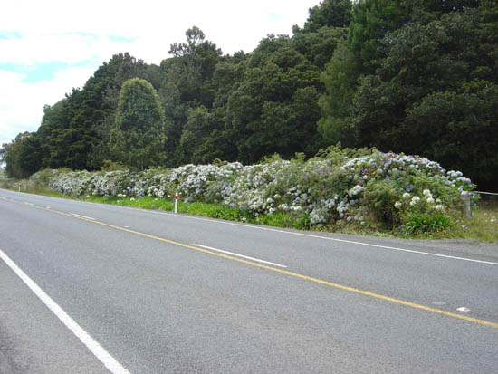 Hydrangeas