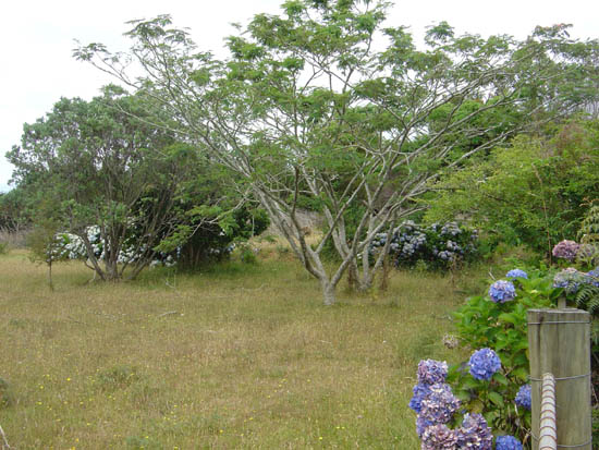 Hydrangeas