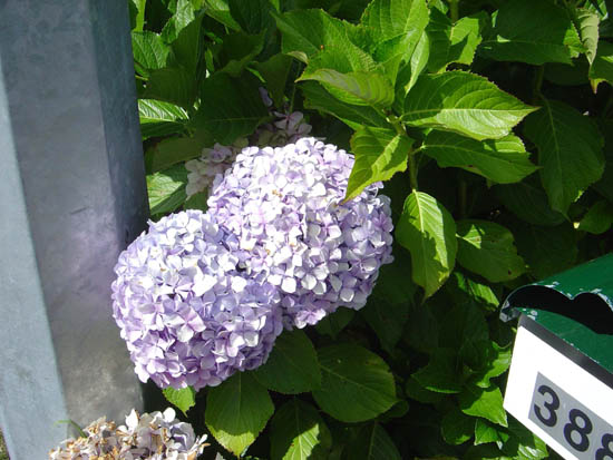 Hydrangeas