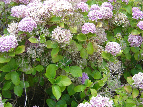 Hydrangeas