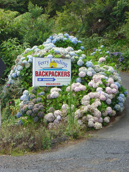 Hydrangeas