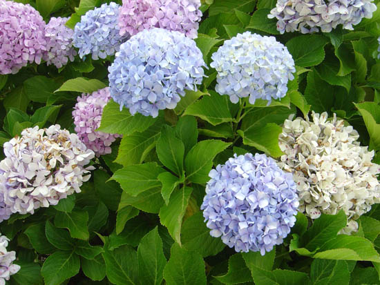 Hydrangeas