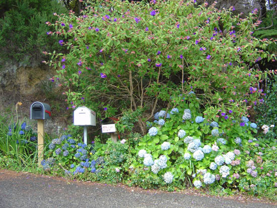 Hydrangeas