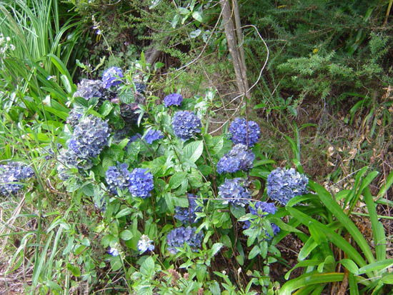 Hydrangeas
