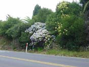hydrangeaCoromandel