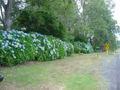 hydrangeaCoromandel