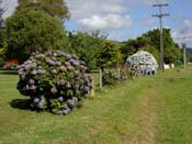 hydrangeaCoromandel