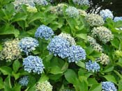 hydrangeaCoromandel_'Ayesha'