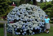 hydrangeaCoromandel_'Monstrosa'