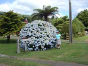 hydrangeaCoromandel_'Monstrosa'