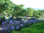 hydrangeaKuaotunu