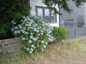 hydrangeaNorth