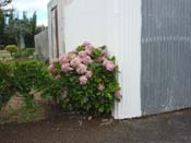 hydrangeaNorth