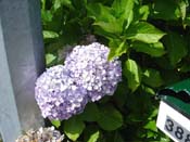 hydrangeaOrewa