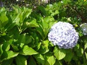 hydrangeaOrewa