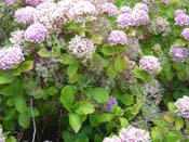 hydrangeaPaihia