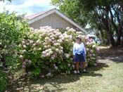 hydrangeaPaihia_MK