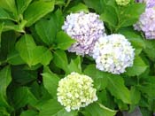hydrangeaRussel_Church