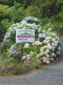 hydrangeaRussell_Backpacker
