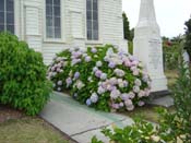 hydrangeaRussell_Church