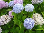 hydrangeaRussell_Church