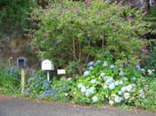 hydrangeaRussell_Roadside
