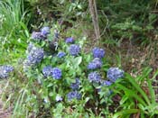 hydrangeaRussell_Roadside