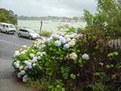 hydrangeaRussell_Roadside