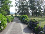 hydrangeaWaihi_Home