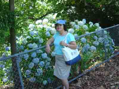 Hydrangeas