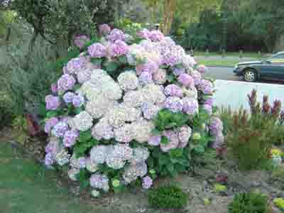 Hydrangeas
