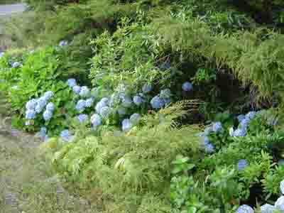 Hydrangeas